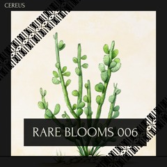 Cereus - Rare Blooms 006