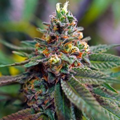 4/20 2020 Mix