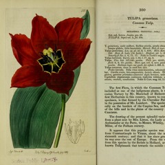 Luischocolatier - Tulipa Gesneriana (aji #maj7 cover ring)