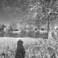 Mean Flow & Marco Lucchi - Paulownia