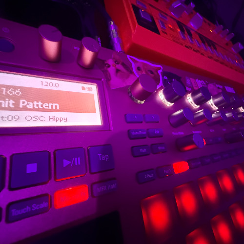 LIVE EXTRACT PATATE DOUCE