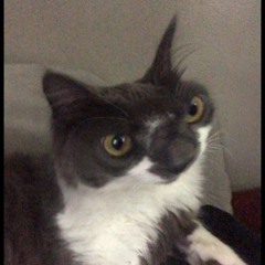 Flexican (dj megan23)