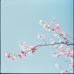 saint rumi, Lifondi - Cherry Blossoms