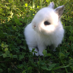 Rip Maxon w/Dizzy Utopia [Log #6]