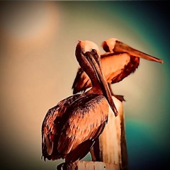 High Noon LIVE set @mellowsurfhostel