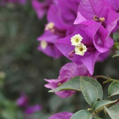 Lunar Veil - New Moon (Demo)