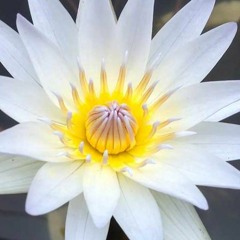 White Lotus (Aloha!)