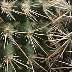 bug bites (backlogs)