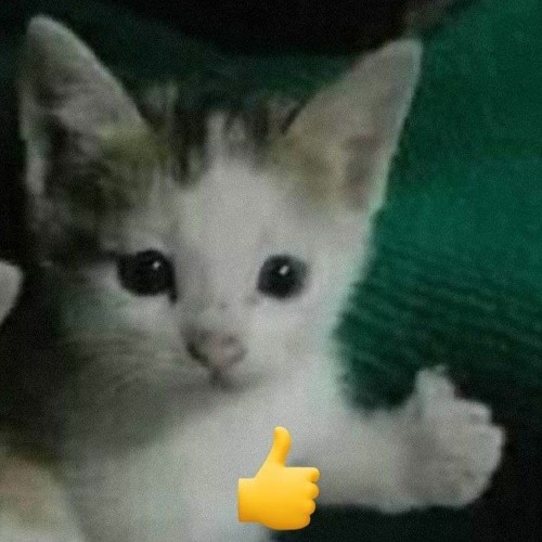 Xdxd