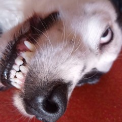 Güevo & SolSoles - Algo Mejor (Moon Ska Monkeys)