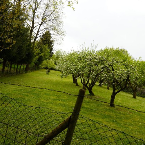 Stream 7RINTH - OAK TREE SPIRIT IN MY PALM by SEVEN ARM'D LABYRINTH ...