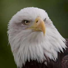 Emerson Tracy singing Good tunes Aho'