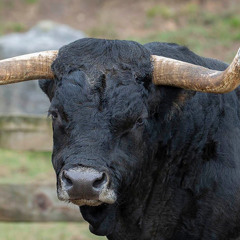 Im from Newfoundland v2