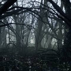 Dark Days, Bright Nights