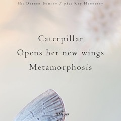 Caterpillar Metamorphosis (naviarhaiku 503)
