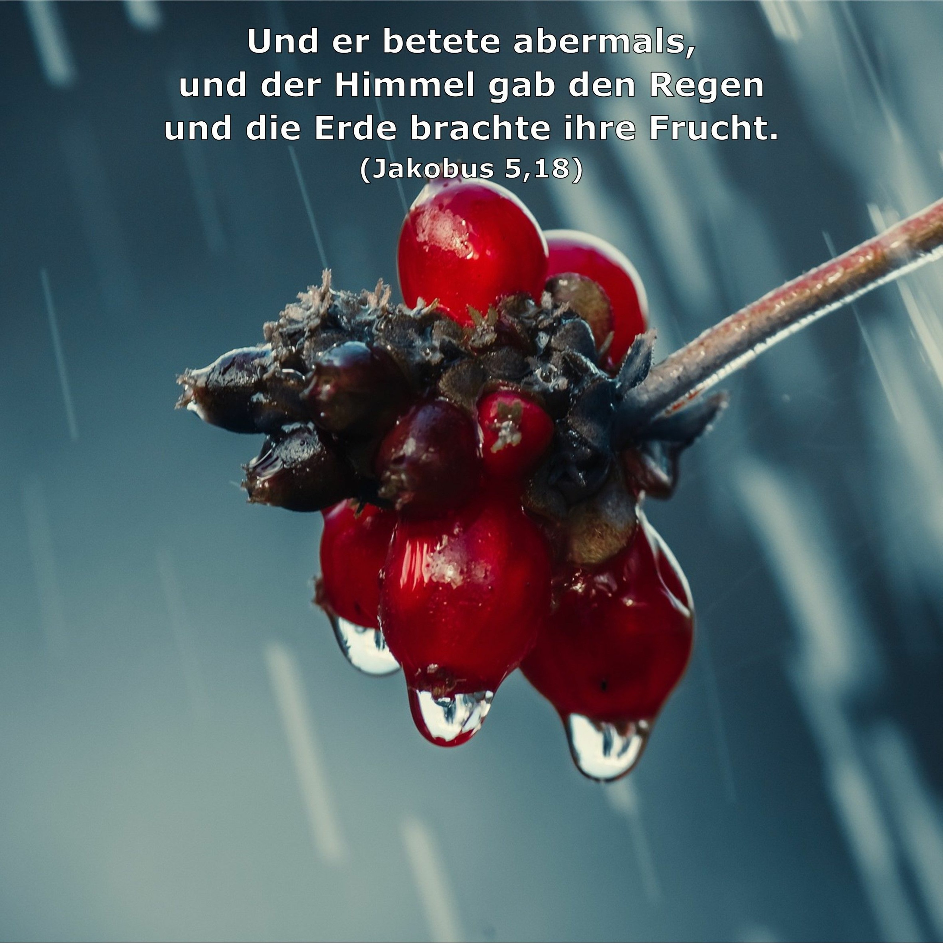 In einem Jahr durch die Bibel