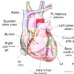 heart ft. astoci(‪‪@yotocapone‬ ‪‪‪@im17again‬ )