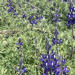 עטלף עיוור - קאבר אקוסטי