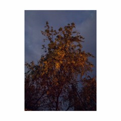 Lootbeg, Shuray & Walle - Transferred EP (out February 26)