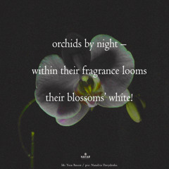 orchids by night [naviarhaiku597]