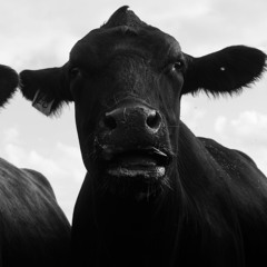 Frank Deez - Cattle Ranch (Instrumental)