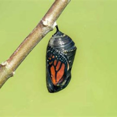 Chrysalis