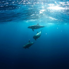 Dolphin & whale (breathing) meditation