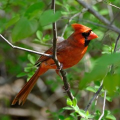 Northern Cardinal singing over the drone of a freight liner on the Hudson River - Tivoli, NY