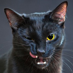 yoru fucking black gato
