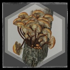 Gemeiner Samtfußrübling # 2 - ∆ ƦƟƬƬƩ ∆