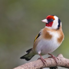 Saka Kuşu Ötüşü