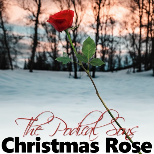 Episode 165 - Christmas Rose