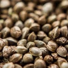 Seeds (STBB 907)