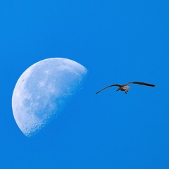 La mer, les flots et les bateaux