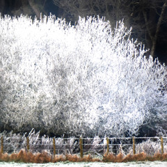 White Christmas sung by Lisa B (minus 3)