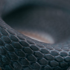 Sixpence None The Richer - Kiss Me (LH Archer Flip)