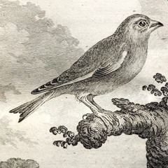 ESPACES IMBRIQUÉS (tiré du Miroir des Oiseaux)