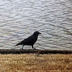 Walking Crow Waltz