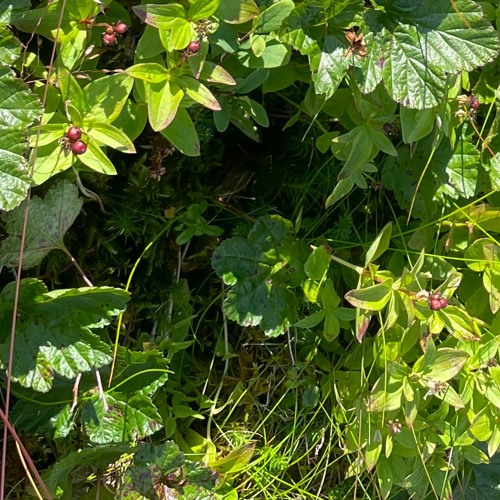 Enna litt tid_JAR_lavkor_120323.wav