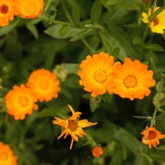 Breathing With Nature Meditation 2