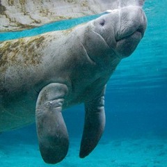 sooo...how big is a baby bear?