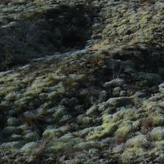 Psilotum - Perpetual Dunes