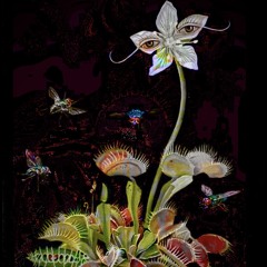 ҉p҉a҉p҉i҉l҉l҉o҉n҉ ҉