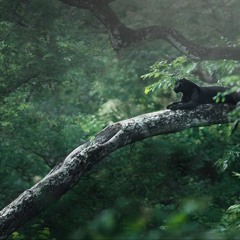 El Viaje de Bagheera 🐈‍⬛🌿