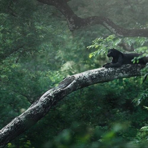 El Viaje de Bagheera 🐈‍⬛🌿