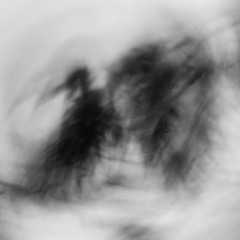 Elegy For Crows and Jays [disquiet0658]