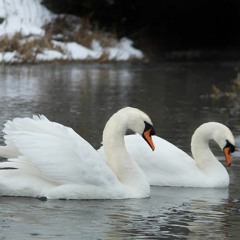 Winter Swans by Owen Sheers