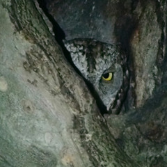 Petit-Duc dans la pinède de Saint-Trojan (17) un 2 mai 2025