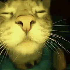 CAT HIT BY TRAIN (prod. shad)