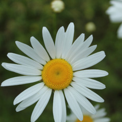 Psalm 34 - Set to A Spring Afternoon